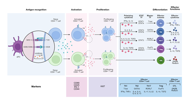 fortune-biomass-feedstock