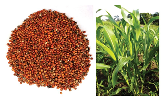 fortune-biomass-feedstock