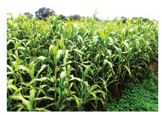 fortune-biomass-feedstock