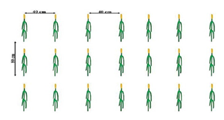 fortune-biomass-feedstock