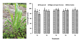 fortune-biomass-feedstock