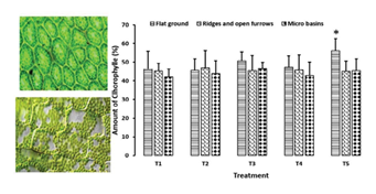 fortune-biomass-feedstock