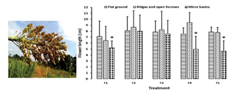fortune-biomass-feedstock