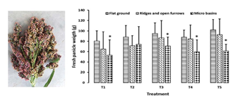 fortune-biomass-feedstock