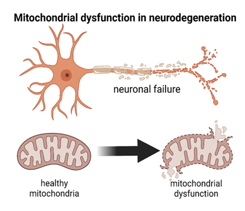 fortune-biomass-feedstock