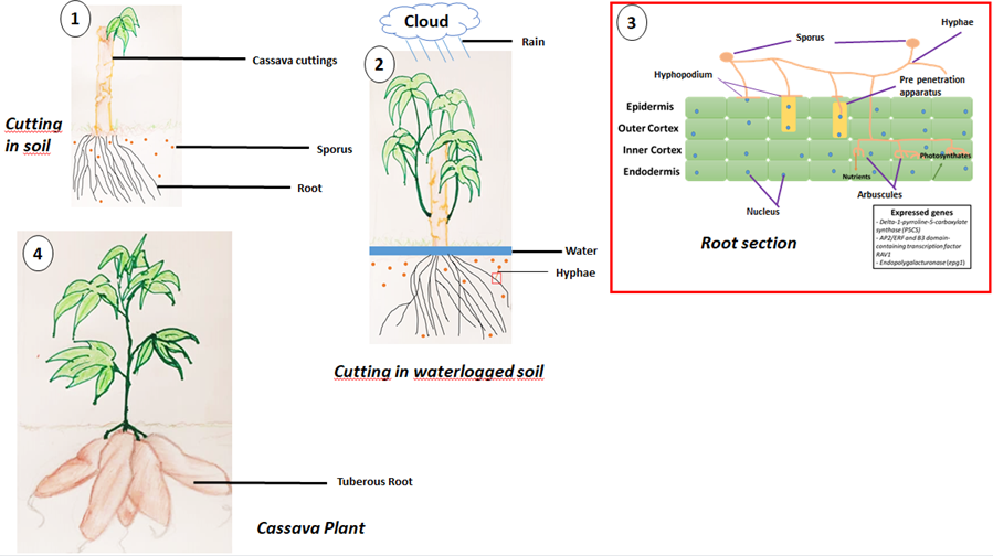 fortune-biomass-feedstock