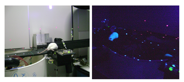 fortune-biomass-feedstock