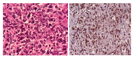 fortune-biomass-feedstock fortune-biomass-feedstock