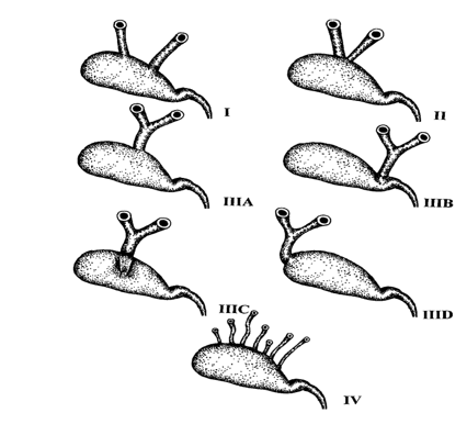 fortune-biomass-feedstock
