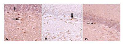 fortune-biomass-feedstock