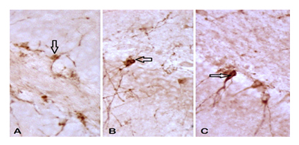 fortune-biomass-feedstock