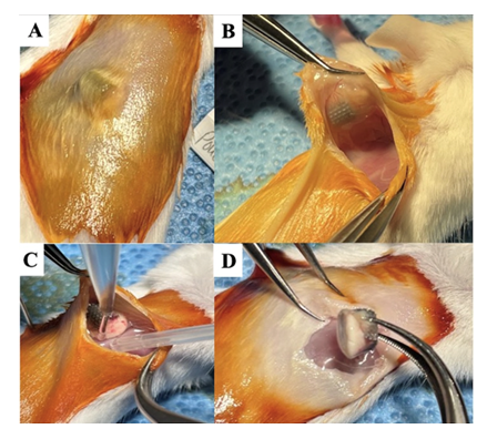 fortune-biomass-feedstock