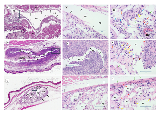fortune-biomass-feedstock