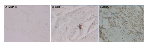 fortune-biomass-feedstock fortune-biomass-feedstock