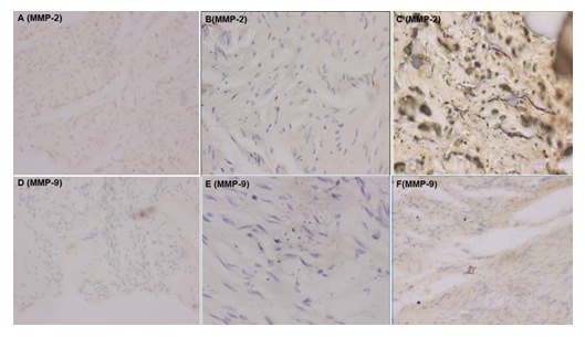 fortune-biomass-feedstock fortune-biomass-feedstock