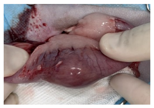 fortune-biomass-feedstock fortune-biomass-feedstock