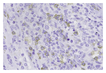 fortune-biomass-feedstock fortune-biomass-feedstock