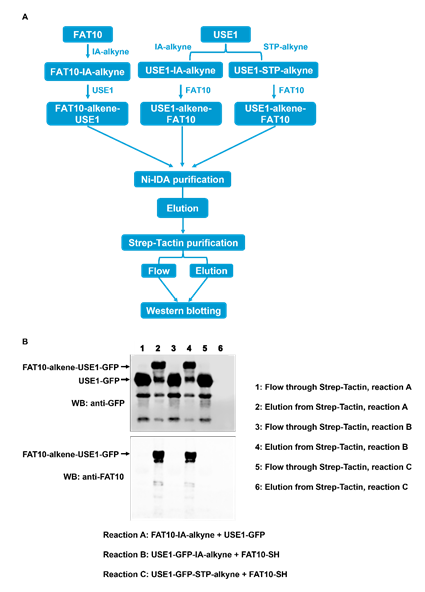 fortune-biomass-feedstock