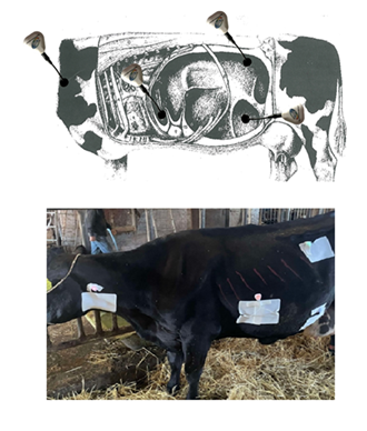 fortune-biomass-feedstock