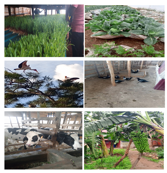 fortune-biomass-feedstock