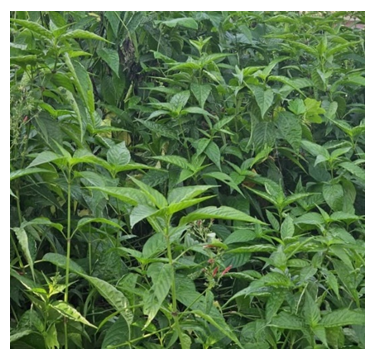 fortune-biomass-feedstock