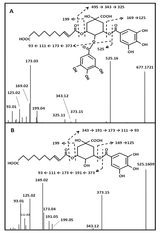 fortune-biomass-feedstock
