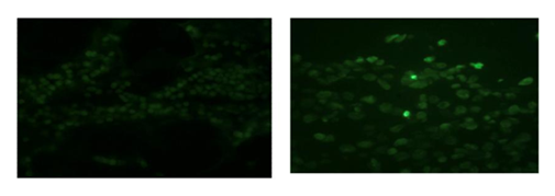 fortune-biomass-feedstock fortune-biomass-feedstock