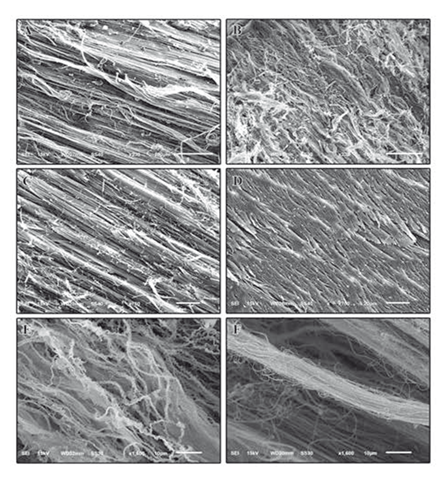 fortune-biomass-feedstock