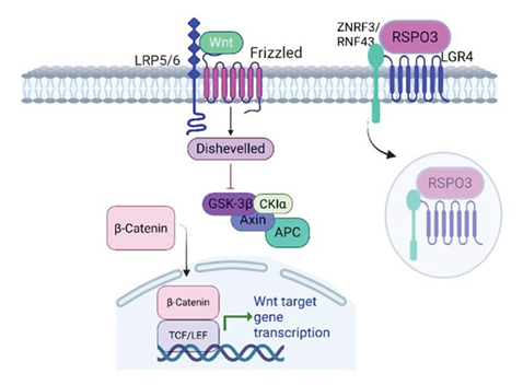 fortune-biomass-feedstock fortune-biomass-feedstock
