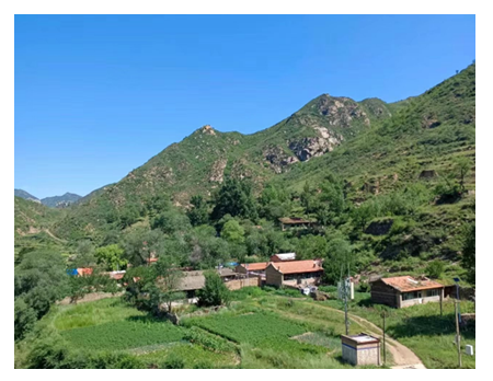 fortune-biomass-feedstock