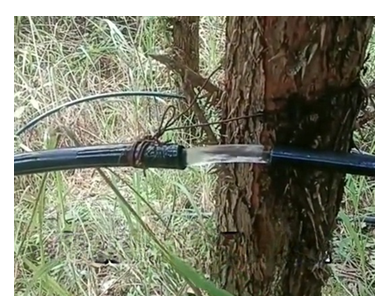 fortune-biomass-feedstock