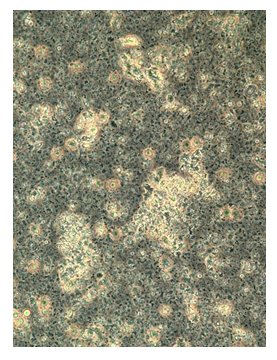 fortune-biomass-feedstock