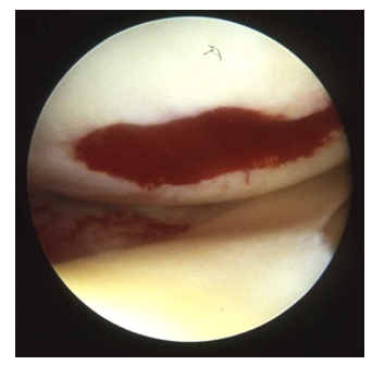 fortune-biomass-feedstock fortune-biomass-feedstock
