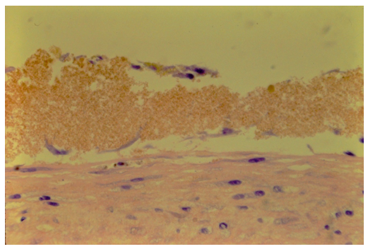 fortune-biomass-feedstock fortune-biomass-feedstock