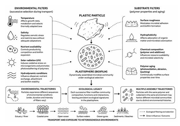 fortune-biomass-feedstock